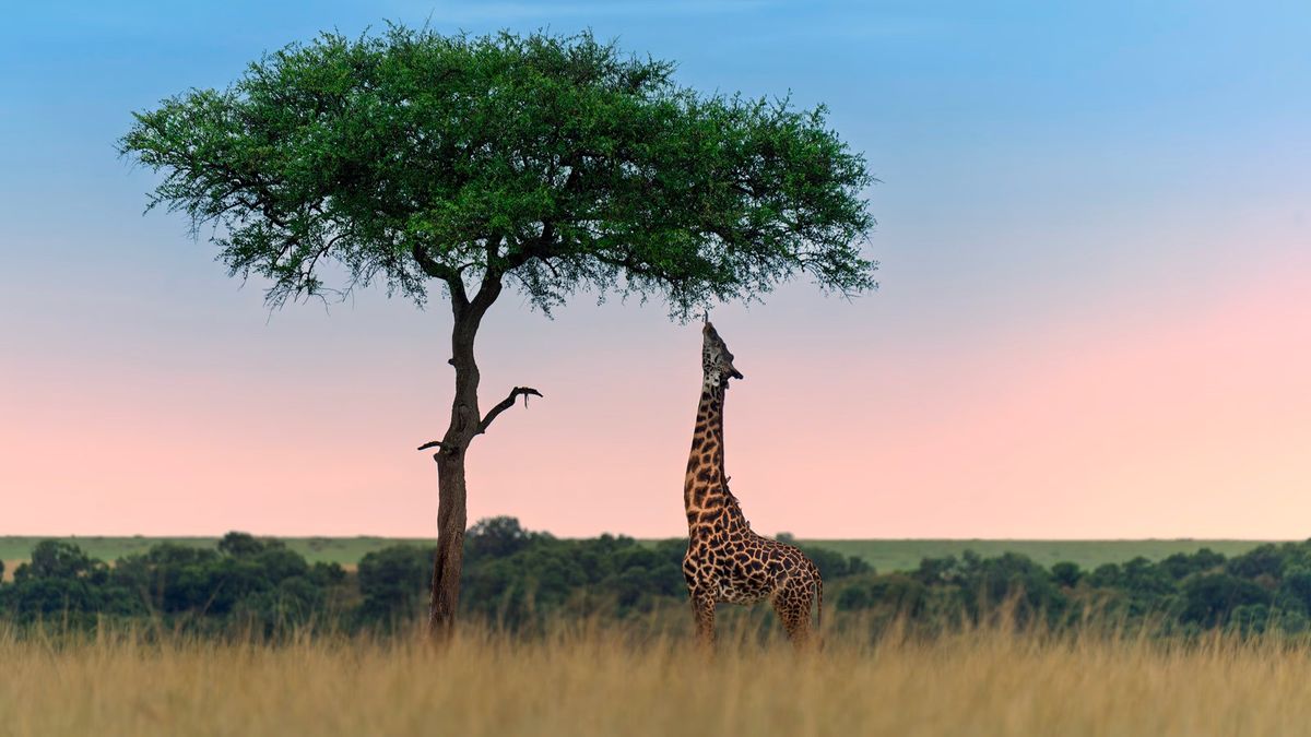 Vacaciones en África: descubrí este imperdible viaje para disfrutar los encantos de Kenia.&nbsp;