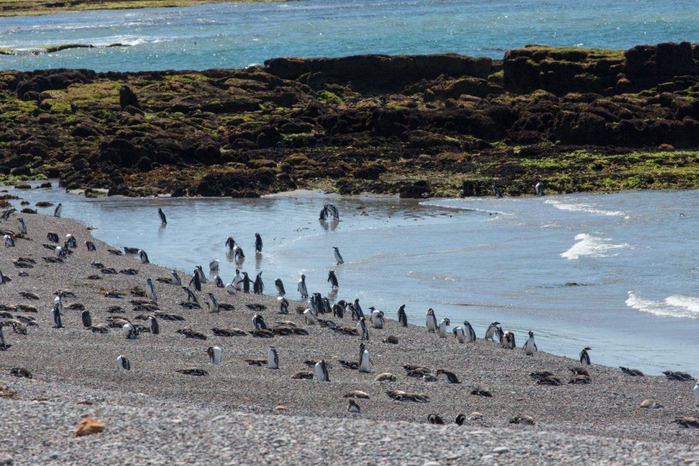 El impresionante hogar de los pingüinos de Magallanes en la Patagonia