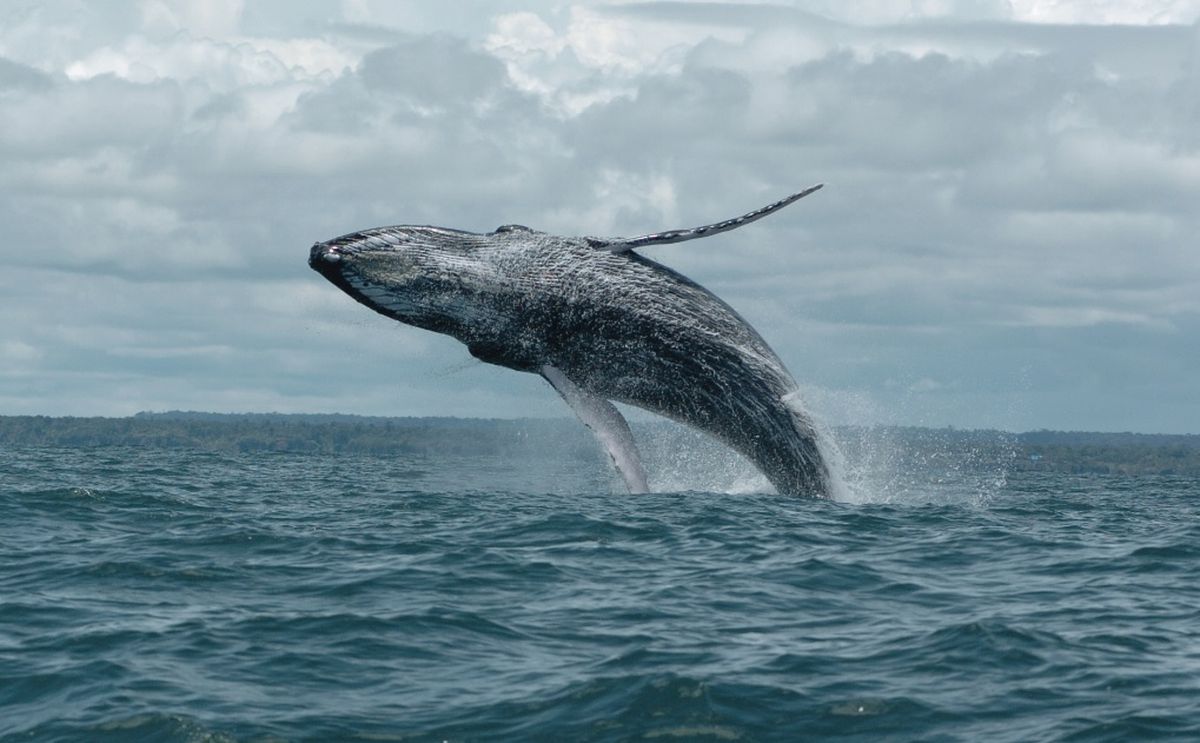 Las ballenas jorobadas se presentan en las costas de Ecuador entre julio y octubre. 