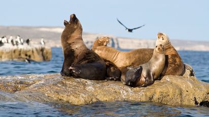 Turismo irresponsable: piden medidas por daños a fauna