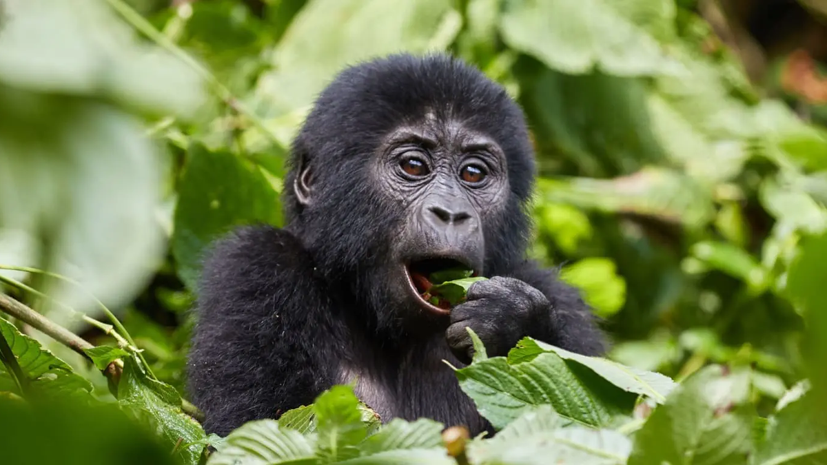 No te pierdas esta inolvidable experiencia de viaje en África.