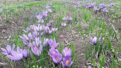 El azafrán tuvo una excelente adaptación al suelo de Mendoza.&nbsp;