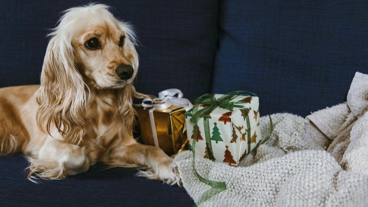 Vacaciones de verano 2026: qué hacer con las mascotas para evitar el estrés de los viajes y los estruendos de las fiestas.