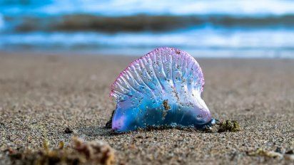 Playas. Autoridades recomiendan no entrar al mar si se avistan fragatas portuguesas en las playas.