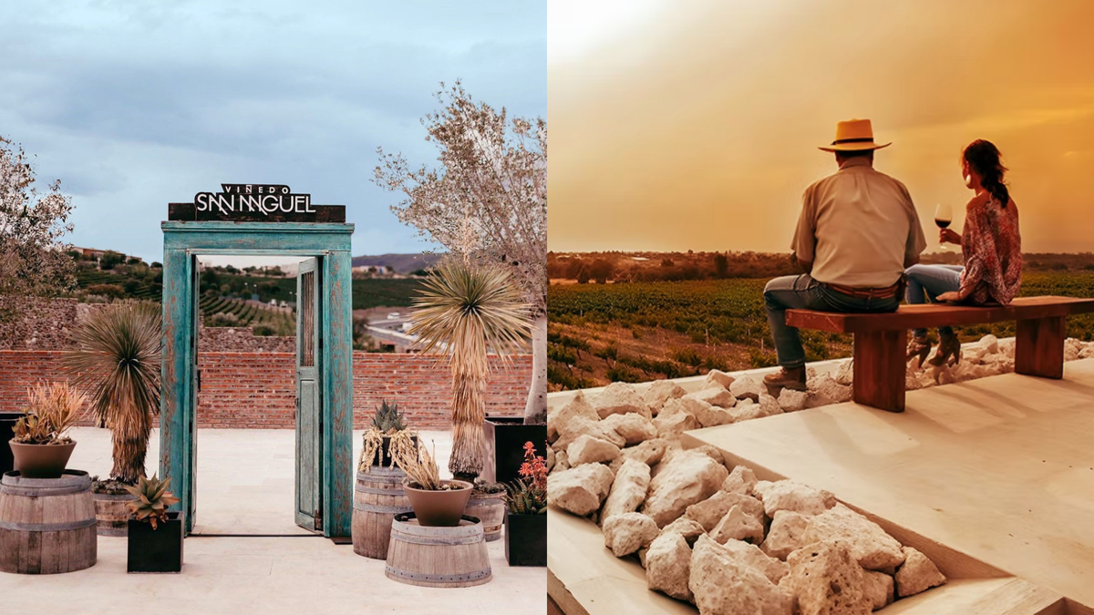 En Guanajuato encontrarás viñedos que ofrecen vivencias completas de enología y gastronomía, ideales para disfrutar del vino, la cocina local y el entorno natural.  