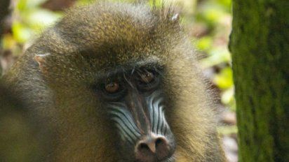 Ivy es el nuevo bebé mandril que se une a la familia de Walt Disney World.