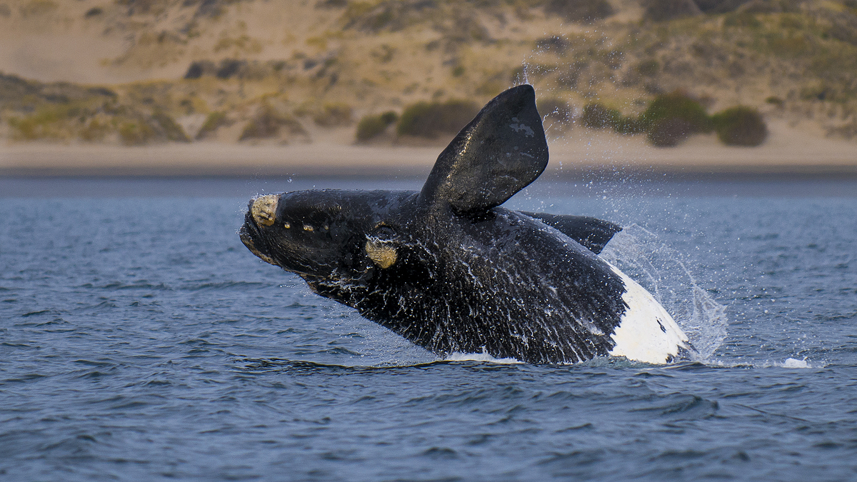 Descubrí donde encontrar a las ballenas en Puerto Madryn y el valor de las excursiones.