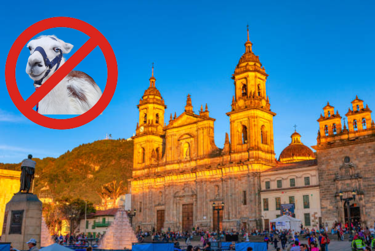 Bogotá regulará uso de animales en turismo para erradicar su explotación.