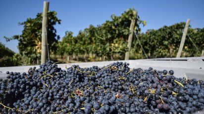 En los últimos 8 años el75% de los productores de vino de Mendoza, con menos de 10 ha. cultivadas, denunciarondaños por contingencias climáticas.