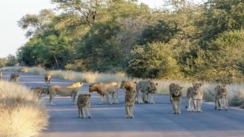 Conoce algunas de las opciones de safaris en África que existen desde México.