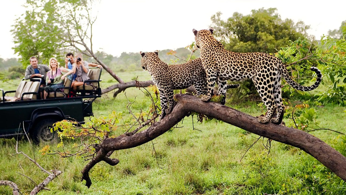 Vacaciones: 5 razones para viajar a Sudáfrica, el paraíso de playas y  safaris al alcance de los argentinos, image size:1200x675