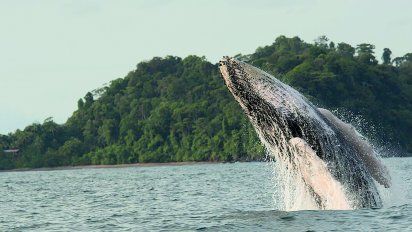 El Pacífico colombiano, con sus cálidas aguas recibe entre junio y noviembre a las ballenas jorobadas.