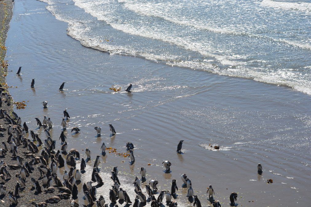 Punta Bombo y su colonia de pingüinos de Magallanes se encuentra a 110 km. de Trelew.