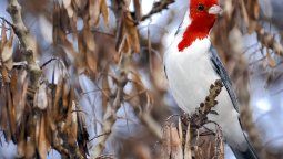 En Buenos Aires, te invitamos a conocer dos santuarios de aves para visitar cuando podamos volver a viajar.