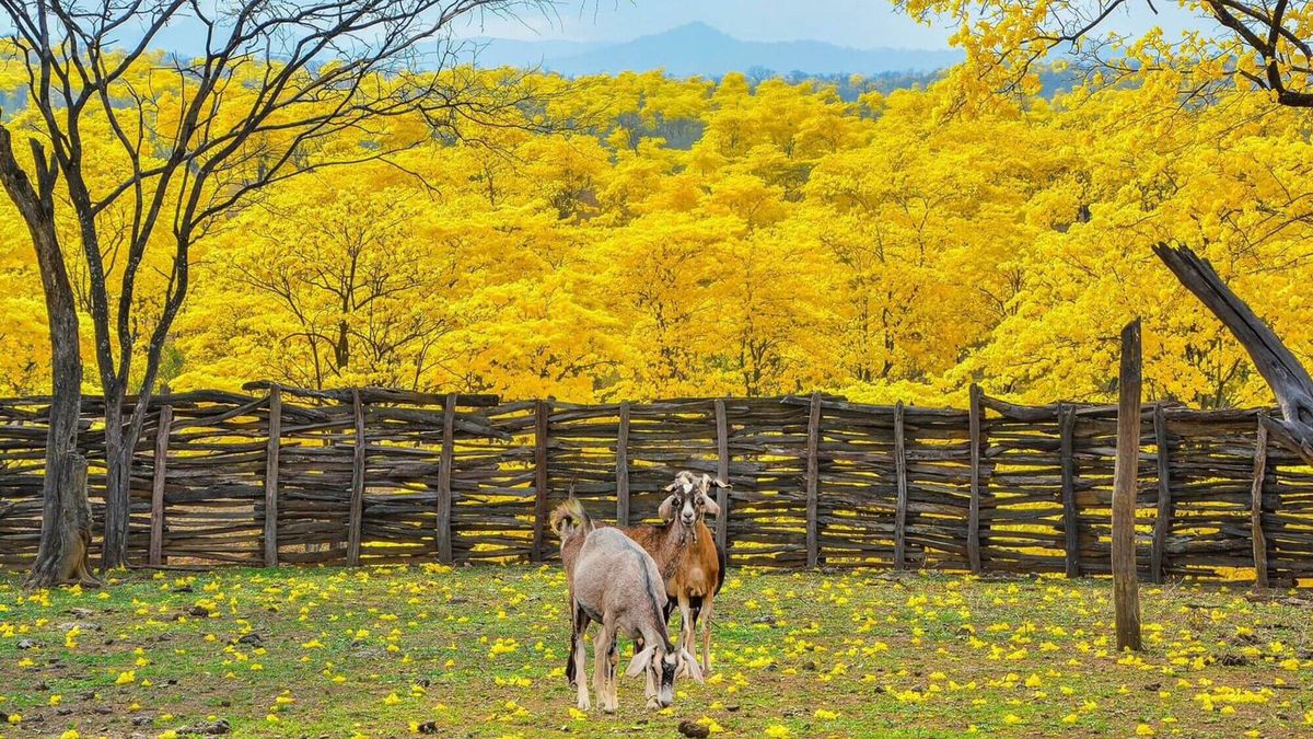 Del 17 al jueves 22 de enero tendrá lugar el florecimiento de los guayacanes en Zapotillo.&nbsp;