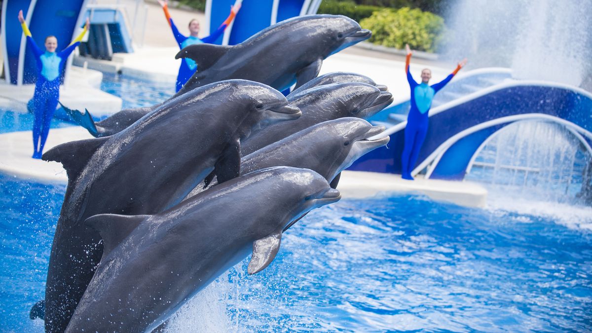 LEISURE EXPRESS. Los parques de SeaWorld, al día
