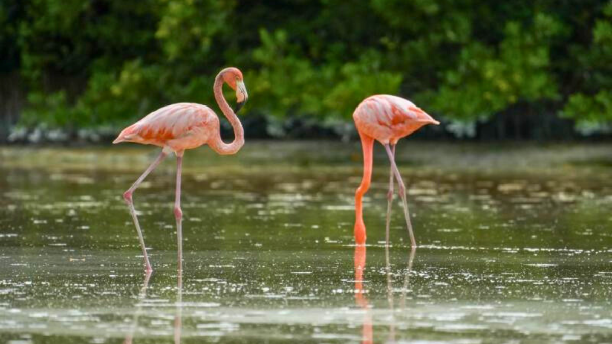 Estas escapadas desde Mérida lograrán que te enamores de Yucatán.
