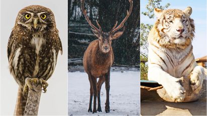 Panoramas: conoce las áreas naturales para unir el turismo y observar la vida animal
