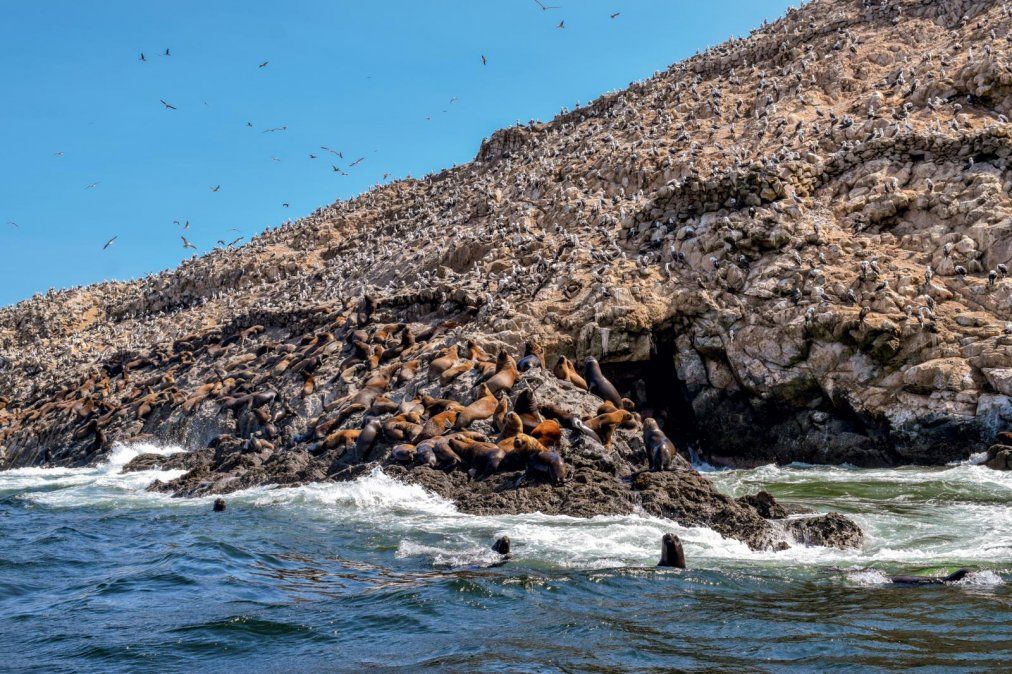 Islas Guañape. - Ladevi Medios y Soluciones Islas Guañape.