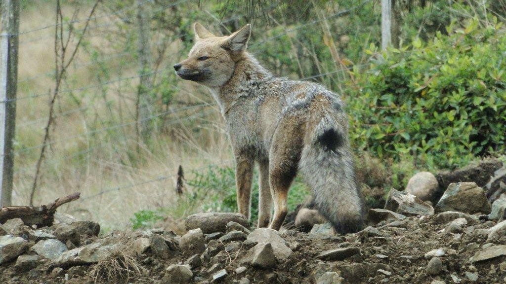 En Intiyaco de Córdoba residen varias especies animales que pueden aparecer en tus escapadas a la localidad.
