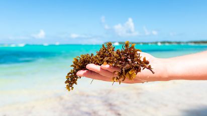 Descubre cuando puedes aprovechar de las paradisiacas playas de El Caribe sin sufrir con el sargazo&nbsp;