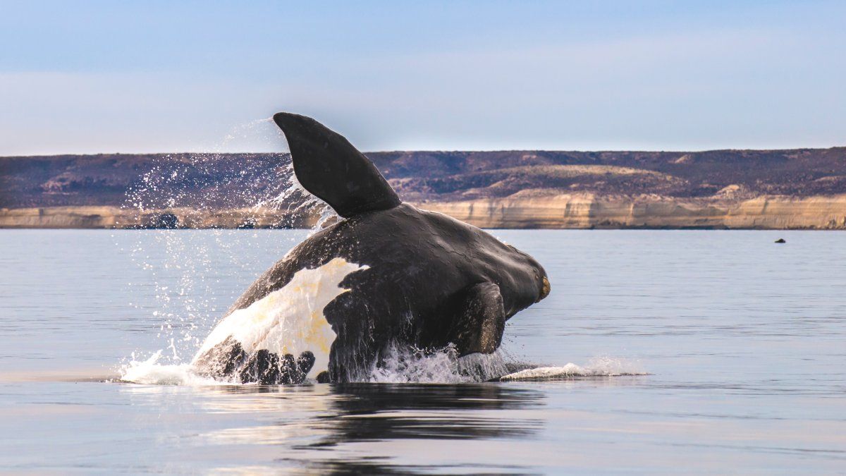 Chubut: las excursiones para hacer avistaje embarcado son en Península Valdés. Chubut: las excursiones para hacer avistaje embarcado son en Península Valdés.
