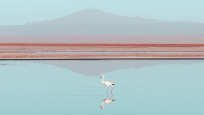 Enamórate de los paisajes y experiencias únicas del norte de Chile.
