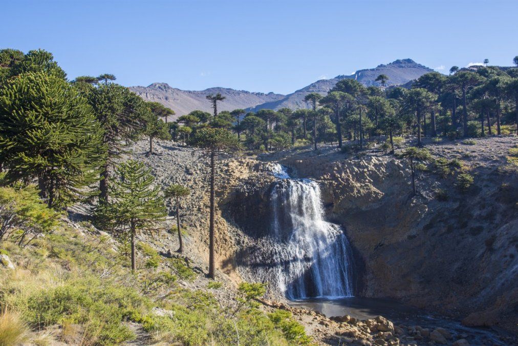 Turismo Semana Santa: la Ruta del Pehuén es un maravilloso paseo de la Patagonia argentina.