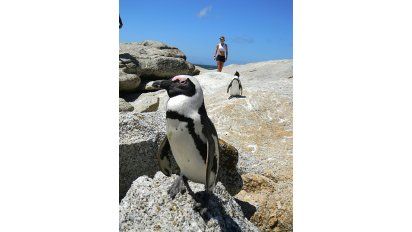 los pinguinos también llegan a las costas africanas.