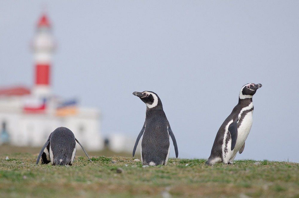 Escapadas. La Isla Magdalena es el hogar de miles de pingüinos. Escapadas. La Isla Magdalena es el hogar de miles de pingüinos.