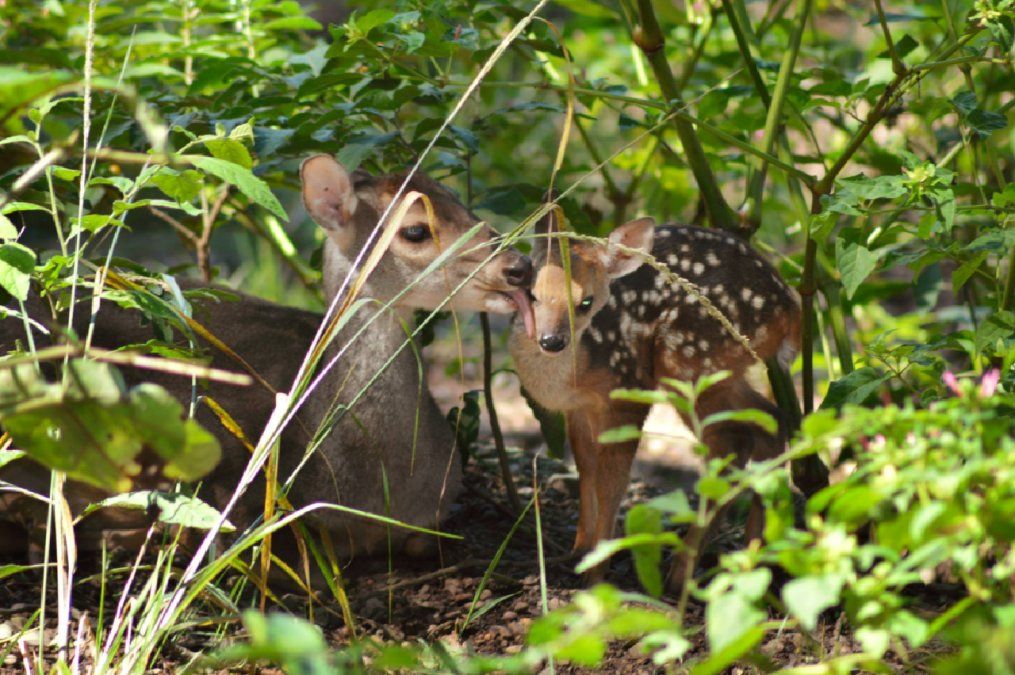 El Parque Botánico Municipal Barón Schüell es un sitio ideal para ir con niños dentro de la ciudad de San Salvador de Jujuy.