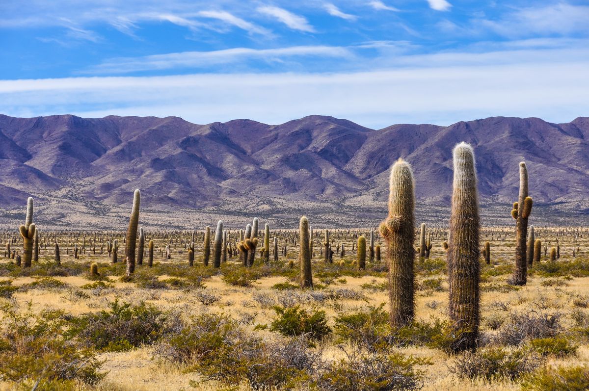 Salta: el Parque Nacional Los Cardones es muy recomendado por tratarse del que contiene mayor diversidad de cactus en el país. 
