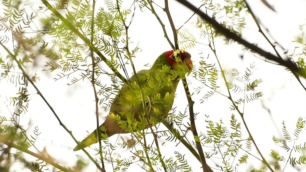 Guayaquil impulsa avistamiento de aves.