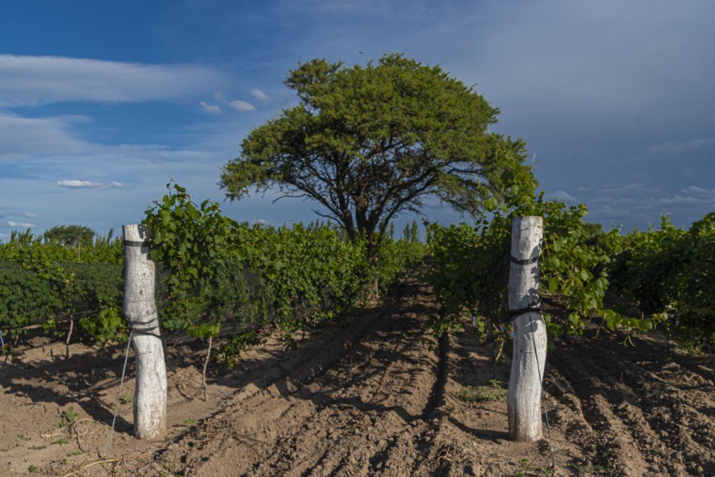 La Pampa próximamente se irán sumando viñedos que aún se encuentran en proyecto y que continúan abriendo el camino de los viñedos en la provincia.