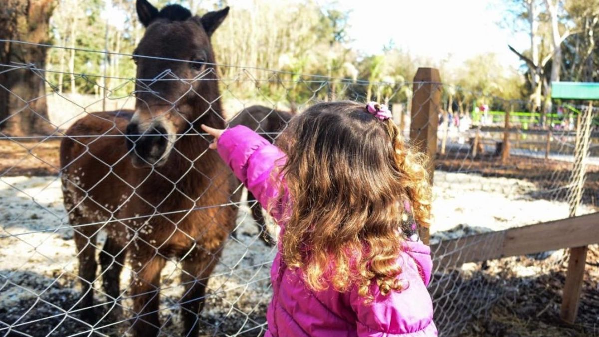 En Granja Educativa Loma Verde sobresale la alimentación de animales, los talleres didácticos, el ordeñe, la visita a una huerta, y los recorridos en tractor y a caballo.