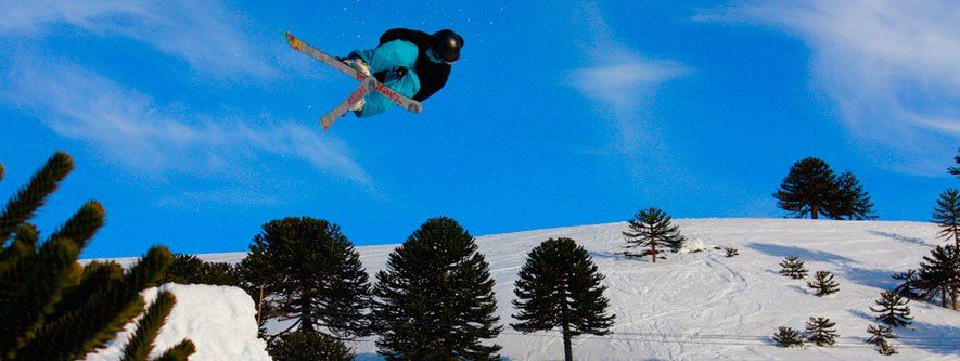 Las Araucarias se encuentran en medio del Parque Nacional Conguillío