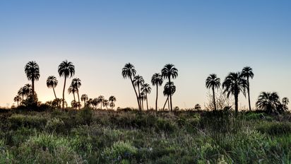 Vacaciones de invierno en Entre Ríos: ¿cuánto cuesta la entrada al Parque Nacional El Palmar?