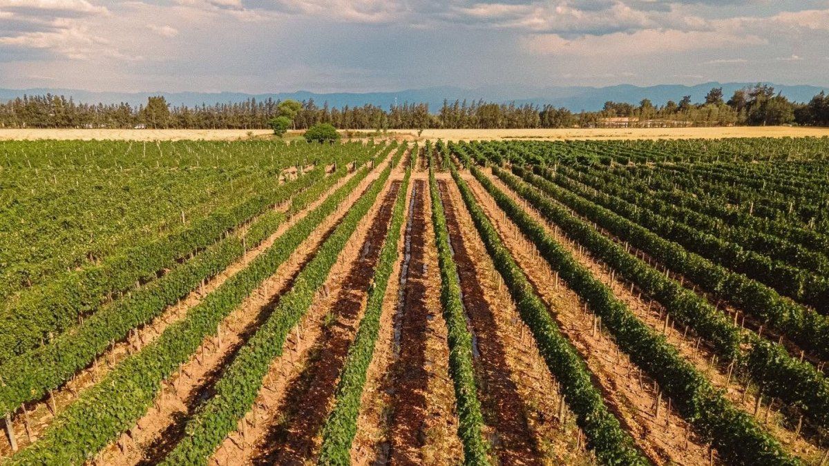 Vacaciones de invierno: esta experiencia posiciona al Tren Solarcomo una puerta de entrada a uno de los productos turísticos más singulares delpaís, la Ruta del Vino en Jujuy.&nbsp;