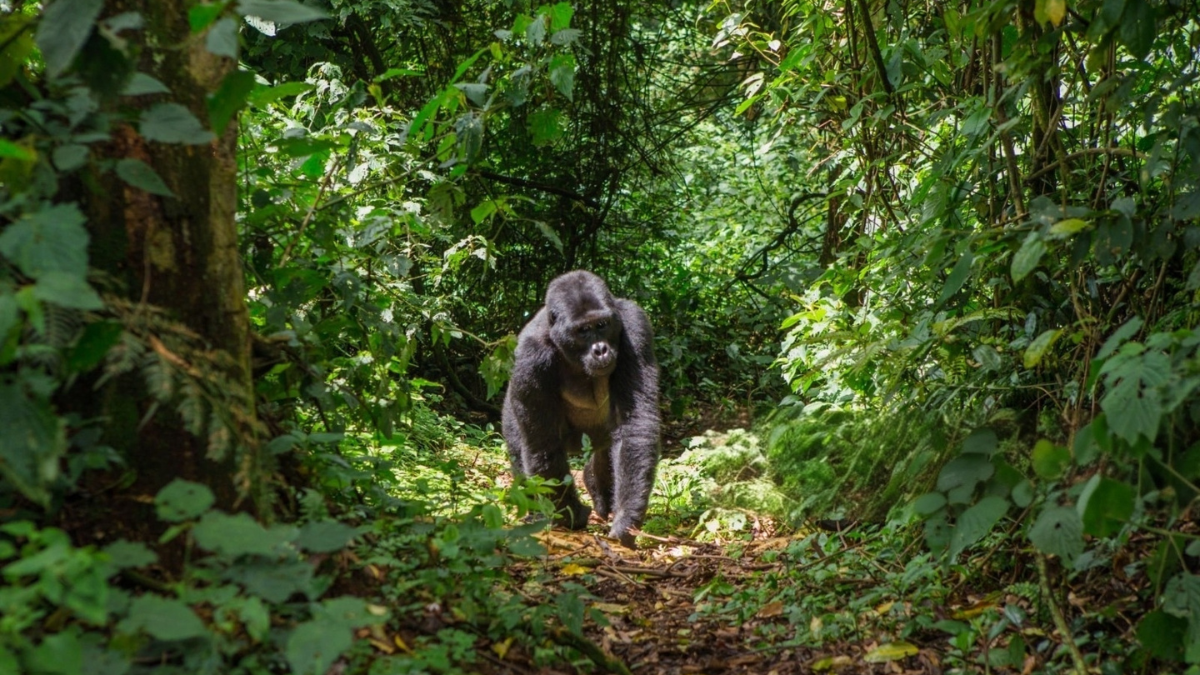 Descubre por qué elegir Uganda como tu destino de safaris en África.