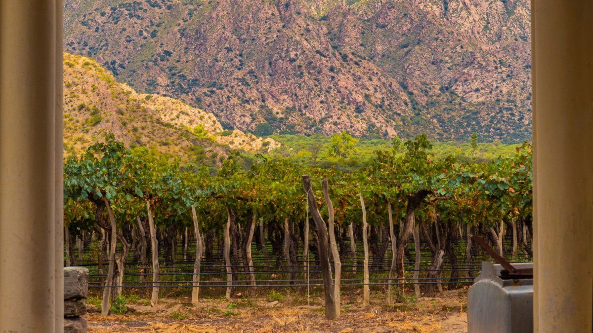 Recorré los viñedos de Cafayate y probá el más delicioso vino torrontés.