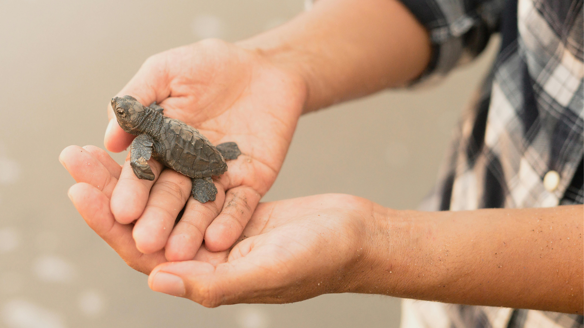 La temporada de liberación de tortugas en Puerto Vallarta es de julio a diciembre. La temporada de liberación de tortugas en Puerto Vallarta es de julio a diciembre.
