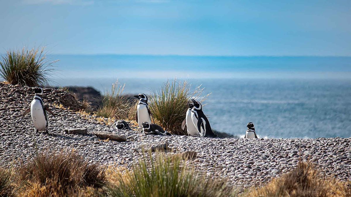 Península Valdés en crisis: cierran los accesos a la pingüinera en plena temporada de verano. Agencias de viajes de Puerto Madryn alerta que la decisión impacta negativamente en la operatoria. Península Valdés en crisis: cierran los accesos a la pingüinera en plena temporada de verano. Agencias de viajes de Puerto Madryn alerta que la decisión impacta negativamente en la operatoria.