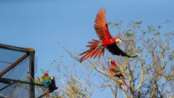 altText(Corrientes: liberan 5 guacamayos rojos al norte del Gran Parque Iberá para fundar una nueva población silvestre)}