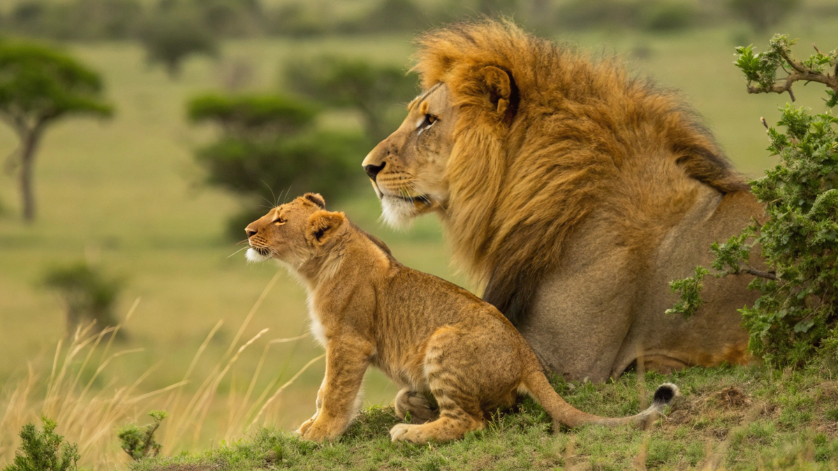 Vacaciones en África: no te pierdas esta espectacular experiencia de viaje en Kenia.