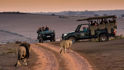 Disfruta estas opciones de safaris en África que ofrecen aventuras y adrenalina.