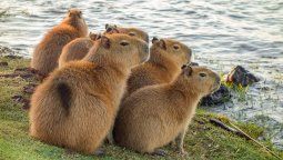 Vacaciones de invierno 2025: descubrí el hábitat de los carpinchos en el Litoral de Argentina.
