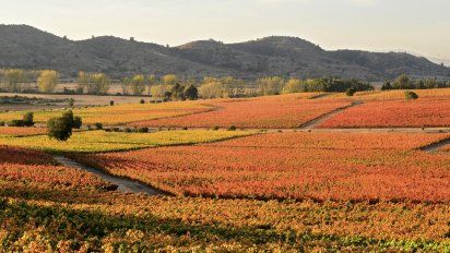 Chile propone una exquisita ruta que saca lo mejor de sus vinos