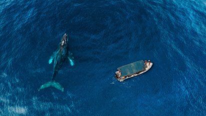 Vacacionesen México: Las ballenas se puede apreciar en Los Cabos, sobre las costas delPacífico.