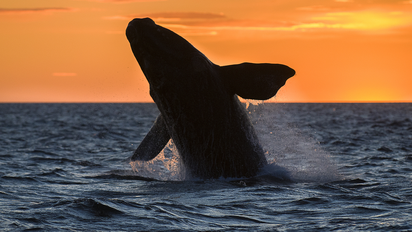 Temporada de ballenas en Chubut 2025: fechas, lugares y precios de excursiones