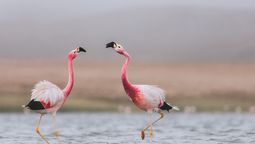 Argentina: la Reserva Provincial Laguna Blanca de Catamarca y el Monumento Natural Laguna de los Pozuelos de Jujuy tienen infinitos espejos de agua repletos de flamencos y aves.